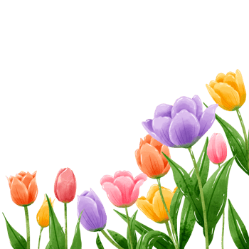 Handdrawn illustration watercolor colorful tulips frames wreaths arrangement Spring floral clipart greeting card bridal shower wedding invitation Botanical painting png