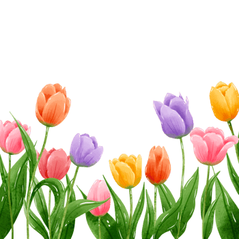 Handdrawn illustration watercolor colorful tulips frames wreaths arrangement Spring floral clipart greeting card bridal shower wedding invitation Botanical painting png