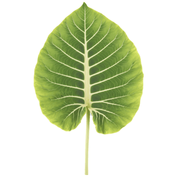 Alocasia leaf large arrow shaped leaf with prominent veins and slightly wavy edges Alocasia macrorrhizos png
