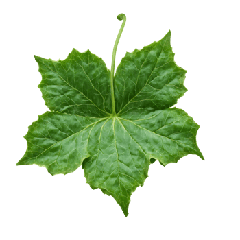 Ivy Leaf lobed green leaf with smooth edges and prominent veins curling at the edges png