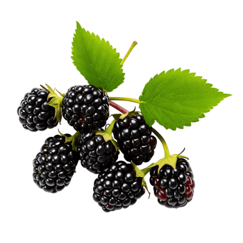 Freshly Harvested Blackberries Cut Out for Deliciousness png