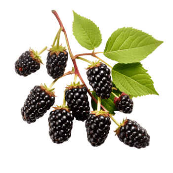 Flavorful Blackberry Bounty Cut Out and Craving png