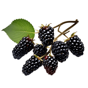 Sweet Blackberry Clusters Ready for Snacking png