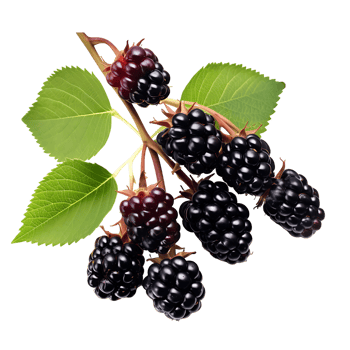 Bountiful Blackberry Harvest Ready to Pick and Eat png