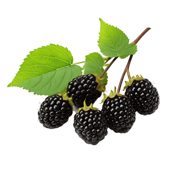 Fresh Blackberry Branches Ripe and Bursting with Sweetness png