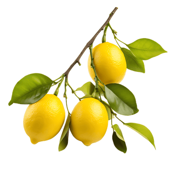 Juicy Lemon Bough Tempting Cut Out Image png