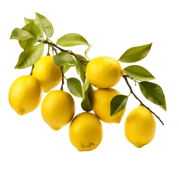 Flavorful Lemon Tree Delicious Citrus Display png