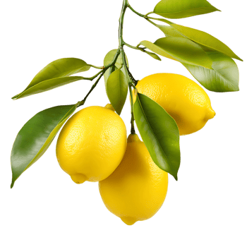 Citrusy Lemon Harvest Bursting with Flavor Cut Out png