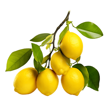 Vibrant Lemon Bough Perfectly Ripe and Delicious png