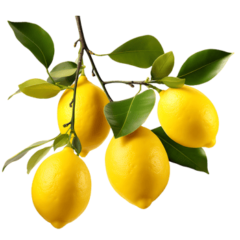 Refreshing Lemon Tree Crisp Citrus Delight Unveiled png