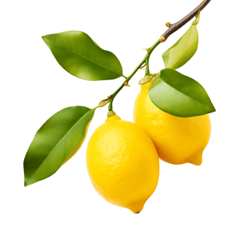 Tempting Lemon Bough Ripe and Ready for Enjoyment png