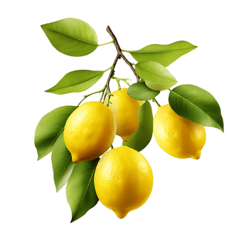 Tangy Lemon Cluster Refreshing Citrus Display Revealed png