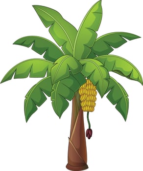 Banana palm tree isolated on white background vector