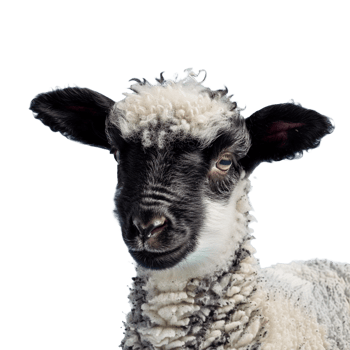 A sheep isolated on transparent background png