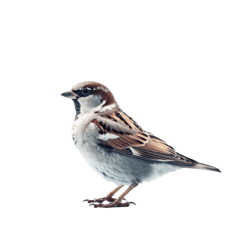 Sparrow on transparent background png