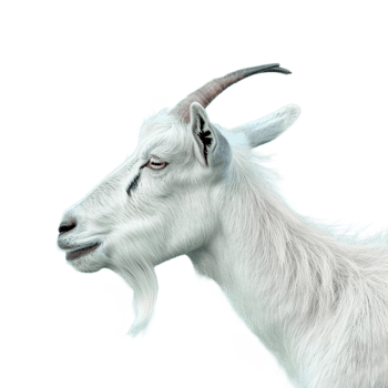 Goat on transparent background png