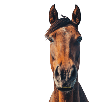 A horse on transparent background png