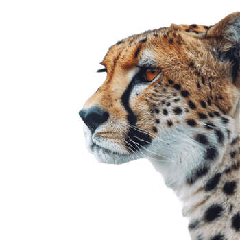 Cheeta on isolated transparent background png
