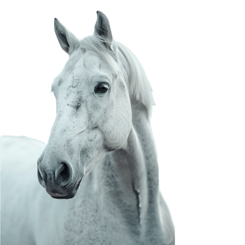 A horse on transparent background png