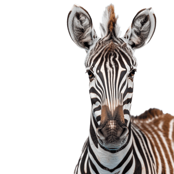 Zebra on transparent background png