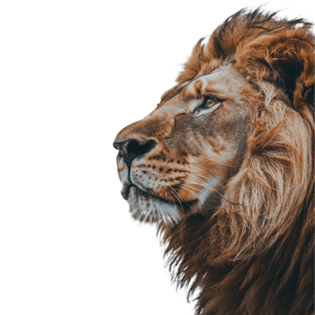 A lion on transparent background png