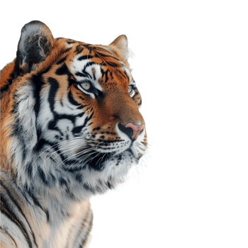 portrait of a tiger barbed wire on transparent background png