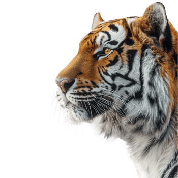 portrait of a tiger barbed wire on transparent background png