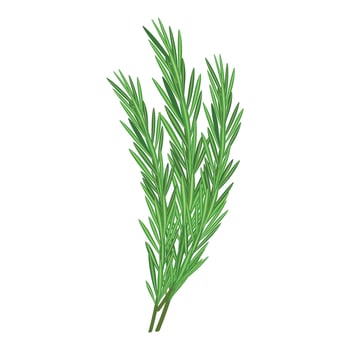 Fresh rosemary springs isolated on white vector