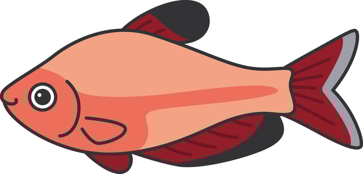 Blood tetra fish illustration vector