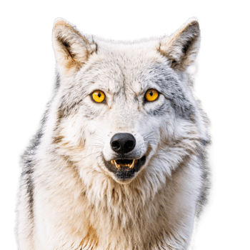 Majestic gray wolf Canis lupus howling thick silver and white fur piercing yellow eyes Animal png