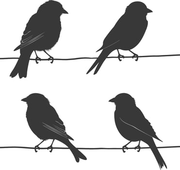 Silhouette birds on wire black color only vector