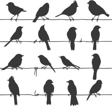 Silhouette birds on wire black color only vector