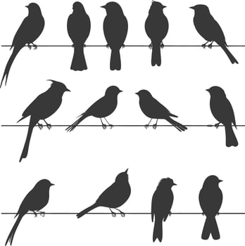 Silhouette birds on wire black color only vector