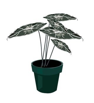 Ornamental plant Alocasia reginula. Indoor plant illustration vector