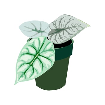 Ornamental plant Alocasia. Indoor plant illustration vector