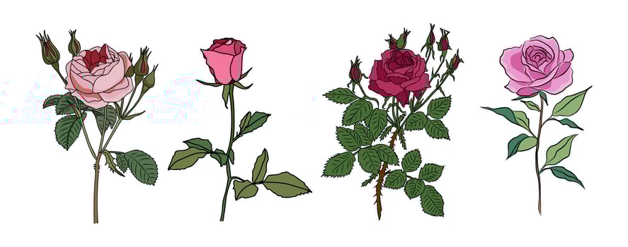 Rose June birth month flower colorful set. vector