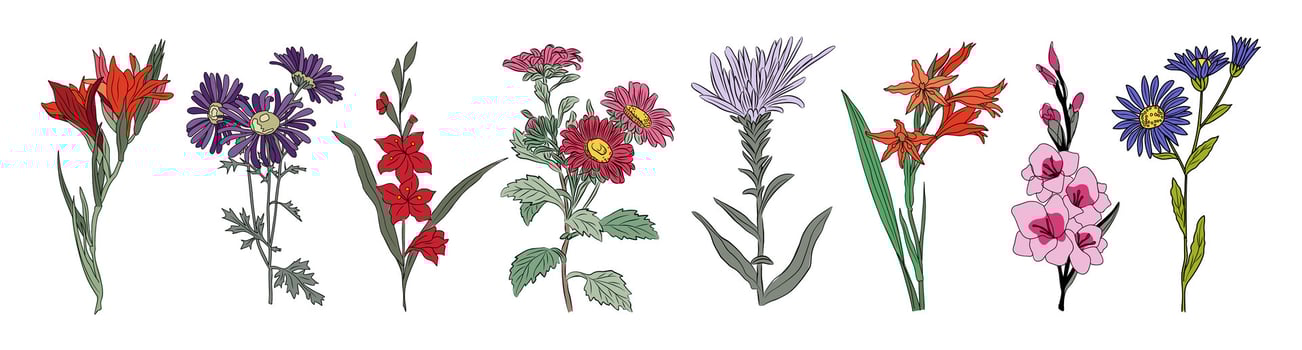 Set of Beautiful romantic summer flowers isolated. vector