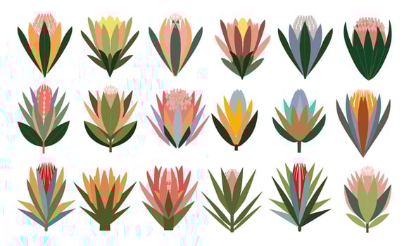 Set of different hand drawn protea flowers. vector