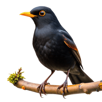 A black bird with orange beak and yellow eyes is perched on a branch png