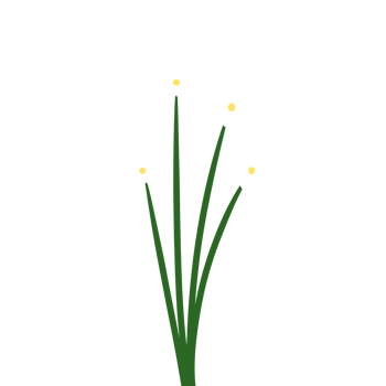 a bunch of white flowers png