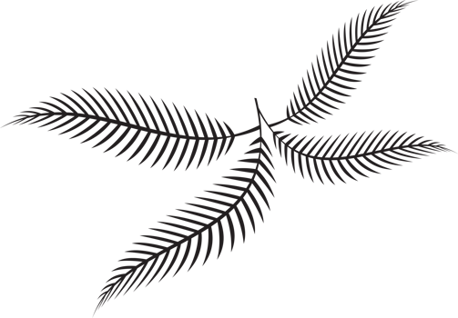 fern leaf image for spa or herb decor concept png