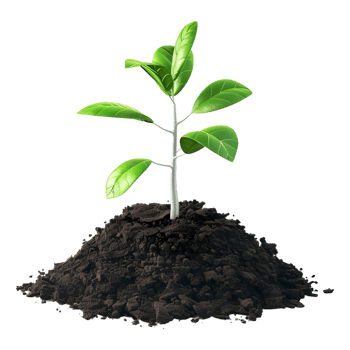 Plant Growing From Soil on Transparent Background png