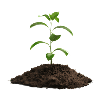Plant Growing From Soil on Transparent Background png