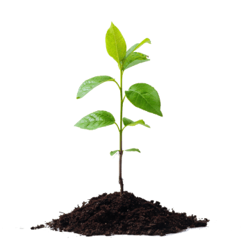 newly planted green plants png