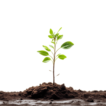 newly planted green plants png