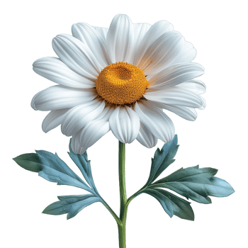 daisy flower isolated on transparent background , png