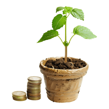 Flowers in a Pot with Coins Growth on Transparent Background png