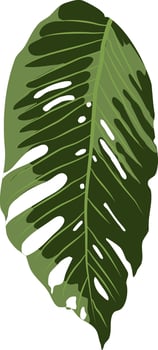 plants monsera leaves vector