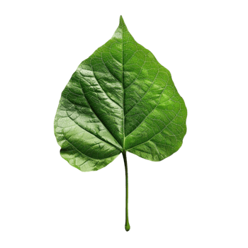 A Closer Look at Leaves Anatomy, Functions, and Types png