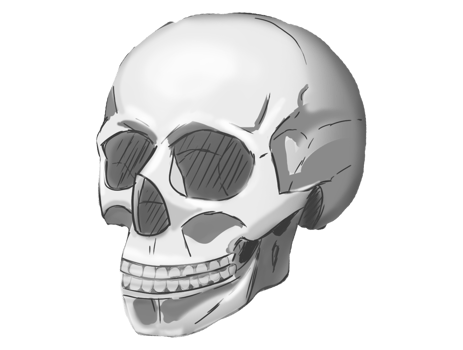 sketch of a skeleton skull in realistic style in black and white color without a background png